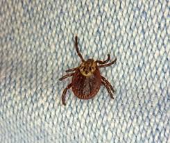 Attēlu rezultāti vaicājumam “Thecabius affinis imago”