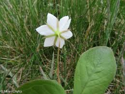 Attēlu rezultāti vaicājumam “Trientalis europaea bud”