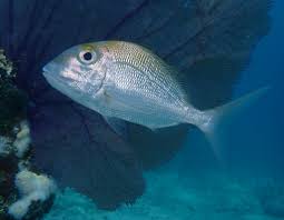 Image result for Calamus bajonado