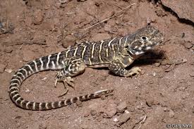 Attēlu rezultāti vaicājumam “Lycogala leopardinum sessile”