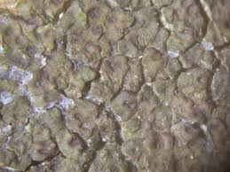 Attēlu rezultāti vaicājumam “Hertelidea botryosa”