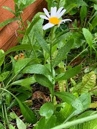 Attēlu rezultāti vaicājumam “Leucanthemum vulgare leaf”