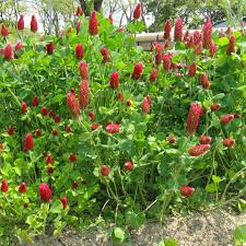 Image result for Trifolium incarnatum