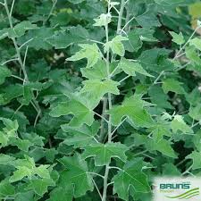 Attēlu rezultāti vaicājumam “Populus alba Nivea”