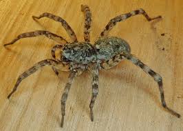 Attēlu rezultāti vaicājumam “Lycosidae”