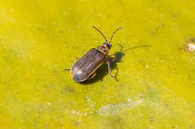 Attēlu rezultāti vaicājumam “Galerucella nymphaeae”