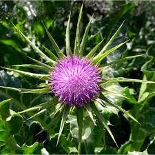 Image result for Silybum marianum