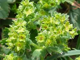 Attēlu rezultāti vaicājumam “Alchemilla vulgaris aggr. bud”