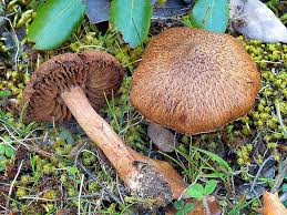 Attēlu rezultāti vaicājumam “Inocybe lanuginosa”
