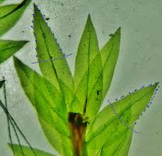 Attēlu rezultāti vaicājumam “Pohlia cruda”