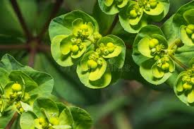 Attēlu rezultāti vaicājumam “Euphorbia helioscopia leaf”