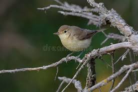 Image result for Hippolais polyglotta