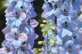 Image result for Rittersporn