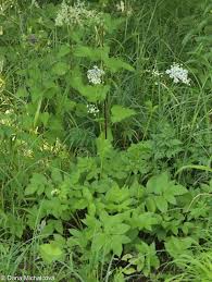 Attēlu rezultāti vaicājumam “Chaerophyllum aromaticum leaf”