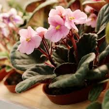 Image result for Saintpaulia ionantha Culitvar