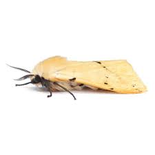 Attēlu rezultāti vaicājumam “Spilosoma lutea imago”