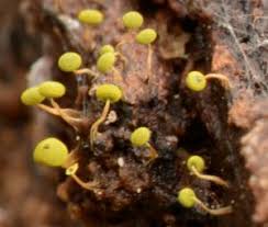 Attēlu rezultāti vaicājumam “Physarum bitectum”