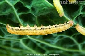 Attēlu rezultāti vaicājumam “Mamestra brassicae”