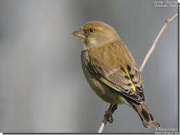 Attēlu rezultāti vaicājumam “Chloris chloris female”