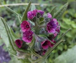 Attēlu rezultāti vaicājumam “Cynoglossum officinale flower”