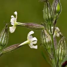 Attēlu rezultāti vaicājumam “Geranium pratense bud”