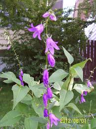 Attēlu rezultāti vaicājumam “Campanula rapunculoides bud”
