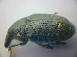 Attēlu rezultāti vaicājumam “Larinus sp.”