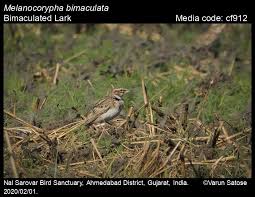 Image result for Melanocorypha bimaculata