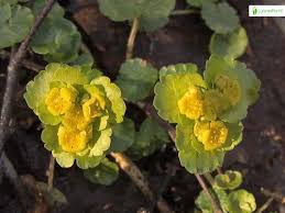 Attēlu rezultāti vaicājumam “Chrysosplenium alternifolium fruit”
