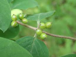 Attēlu rezultāti vaicājumam “Lonicera xylosteum fruit”