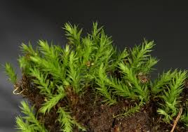 Attēlu rezultāti vaicājumam “Philonotis”