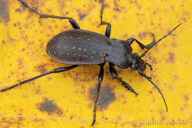 Attēlu rezultāti vaicājumam “Carabus hortensis”
