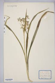 Attēlu rezultāti vaicājumam “Scirpus sylvaticus fruit”