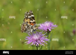 Attēlu rezultāti vaicājumam “Vanessa cardui underside”