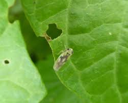 Attēlu rezultāti vaicājumam “Macrosteles sp.”