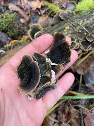 Attēlu rezultāti vaicājumam “Trametes versicolor”