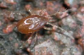 Attēlu rezultāti vaicājumam “Mesostigmata”