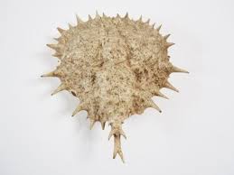 Image result for Lithodes maja