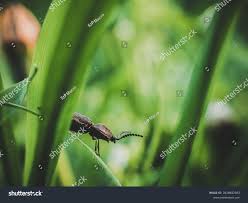 Attēlu rezultāti vaicājumam “Melanotus sp.”