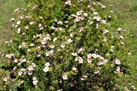 Attēlu rezultāti vaicājumam “Pentaphylloides fruticosa”