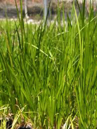 Image result for Acorus calamus