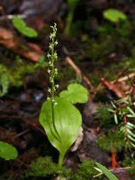Attēlu rezultāti vaicājumam “Malaxis monophyllos flower”