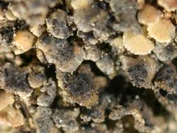 Attēlu rezultāti vaicājumam “Hypocenomyce scalaris”