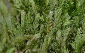 Attēlu rezultāti vaicājumam “Plagiothecium nemorale”