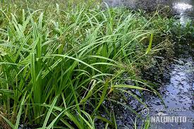Attēlu rezultāti vaicājumam “Scirpus sylvaticus bud”