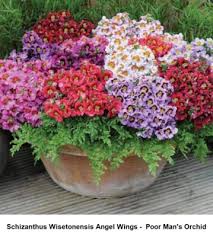 Image result for Schizanthus