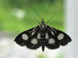 Attēlu rezultāti vaicājumam “Anania funebris”