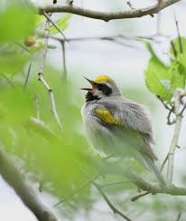 Image result for Vermivora chrysoptera