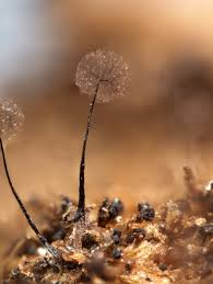 Attēlu rezultāti vaicājumam “Comatricha elegans var. microspora spores”