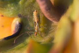 Attēlu rezultāti vaicājumam “Rhynocoris annulatus nymph”